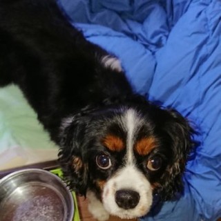 キャバリアのパンナちゃん