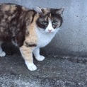 河原からレスキューしたい三毛ちゃん！