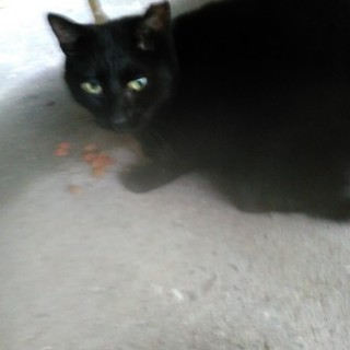 保護猫(黒猫､雌、２才位)をもらって下さい。