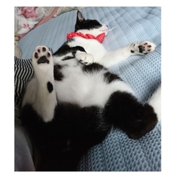 「ぷりんたんへそ天」サムネイル1