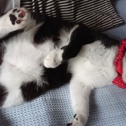 「ぷりんたんへそ天」サムネイル2