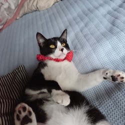 「ぷりんたんへそ天」サムネイル3