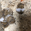 ゴールデンハムスターの里親募集