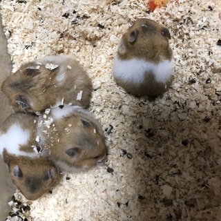 ゴールデンハムスターの里親募集