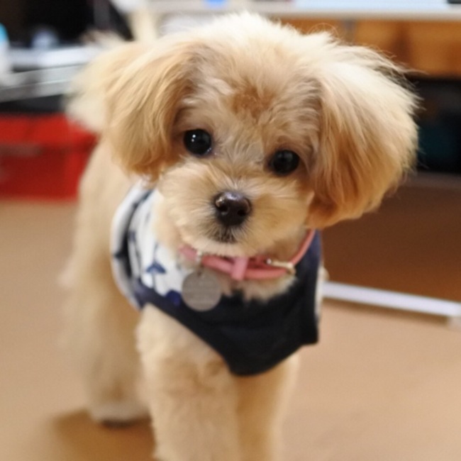 なお吉のカバー写真