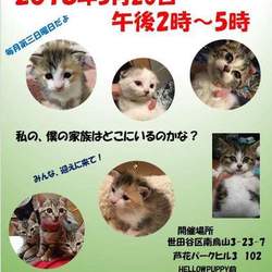 猫の里親会＠芦花公園 サムネイル1