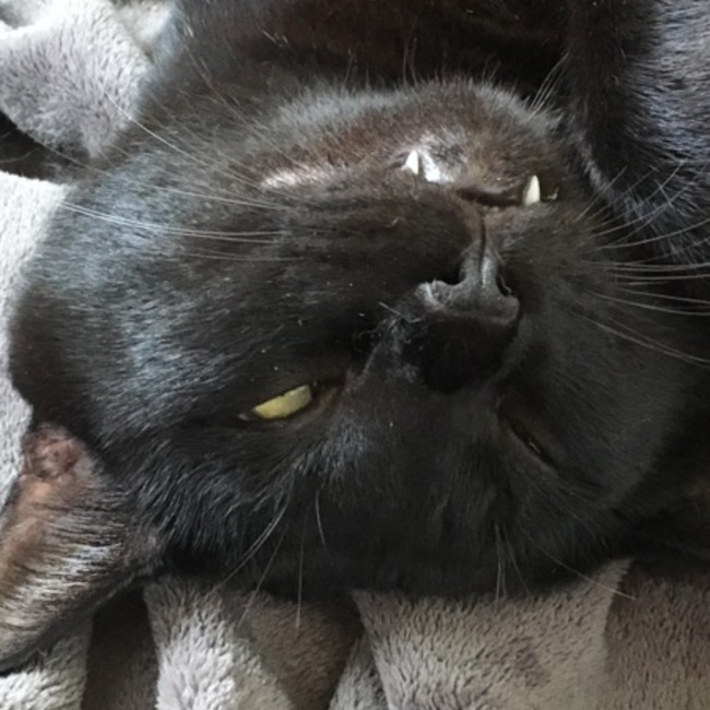 あやaのカバー写真