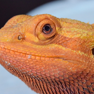 【至急】フトアゴヒゲトカゲの飼い主さんの募集