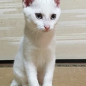 白猫ちゃん