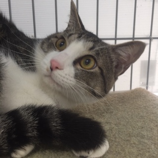 イケメン猫ちゃんの里親さん募集してます