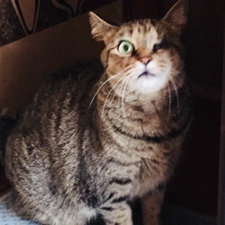 ハンディキャップの猫ちゃんに暖かい家庭を！