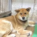 柴犬似の人懐っこいワンコ