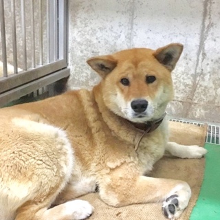 柴犬似の人懐っこいワンコ