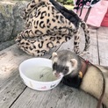 フェレットの里親募集！