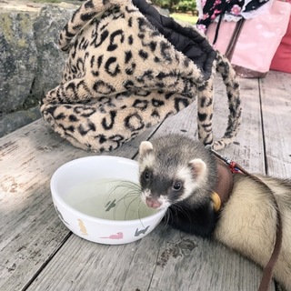 フェレットの里親募集！