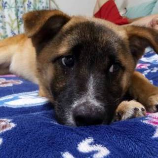 トライアル決定