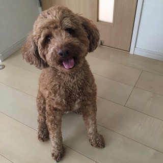 ロイ君！4歳！里親募集