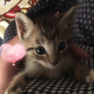 ベージュぽい色・5本指ソックスの子猫のチョコちゃん