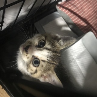 里親様が決まりました♡有難うございました！