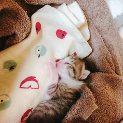 母は睡眠不足。。