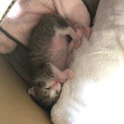 ミルクをたっぷり飲むように！