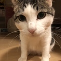ハンディ有 1歳未満 人慣れバッチリ鯖白さん