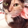 の写真