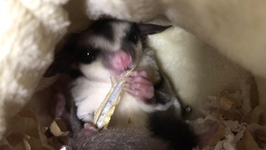 応募多数につき一旦募集を中止。フクロモモンガ サムネイル2