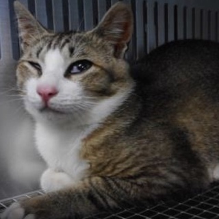 動物愛護団体様が引き出して下さいました。