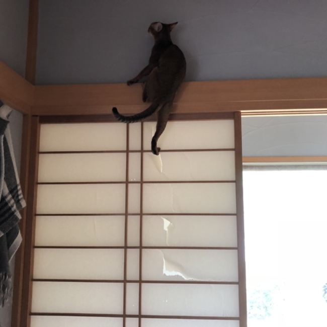 小梅のおうちのカバー写真