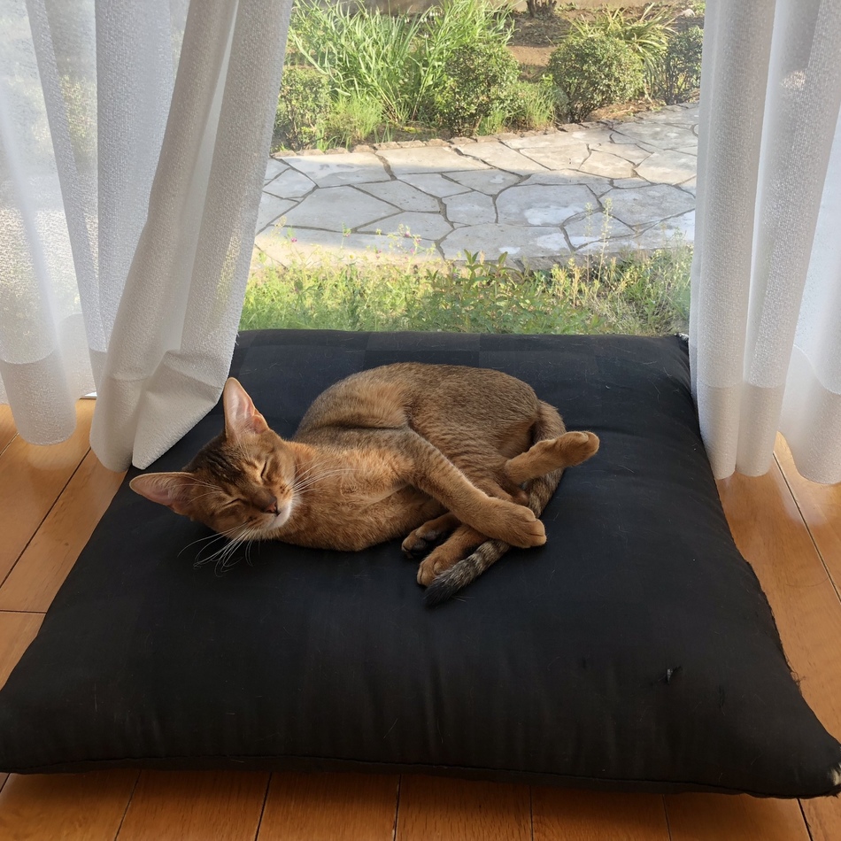 小梅のカバー写真