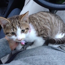 構ってちゃんのランちゃん