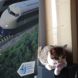 「構ってちゃんのランちゃん」サムネイル3