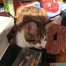 「構ってちゃんのランちゃん」サムネイル2