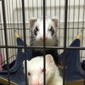 フェレット二匹の里親さん