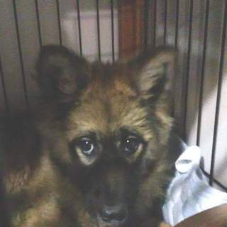 生後5ヶ月の男の子　穏やかで優しい子です