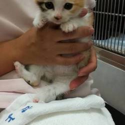 猫の里親会 in 川崎