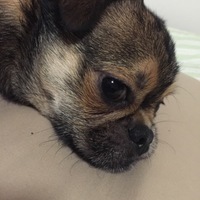 はち
