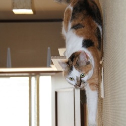 「我が家は朝から大運動会」サムネイル2