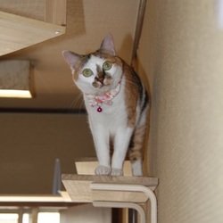 「我が家は朝から大運動会」サムネイル3