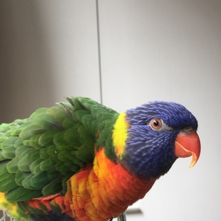 綺麗な仔です。