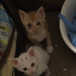 1ヵ月くらいの男の子です