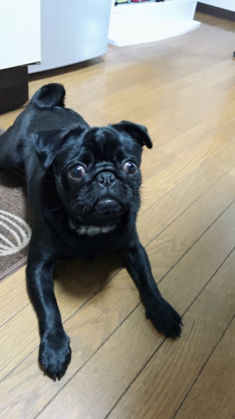 甘えん坊でやんちゃな黒パ 東京都 犬の里親募集 7966 ペットのおうち 月間利用者150万人