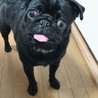 甘えん坊でやんちゃな黒パグの女の子 サムネイル2