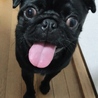 甘えん坊でやんちゃな黒パグの女の子 サムネイル3