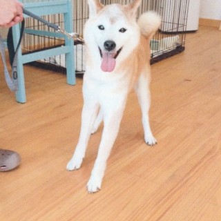 ジュン君　柴犬ミックス？