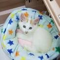 子猫