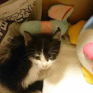 白黒のかわいい子猫