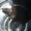 カブトニオイガメ里親さん募集です。