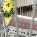 セキセイインコです